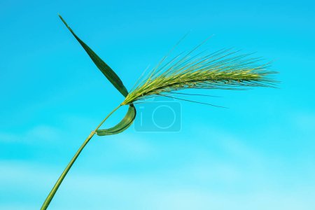 Foto de Cebada de ratón verde de la hierba de cola de zorro en el prado, enfoque selectivo - Imagen libre de derechos