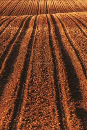 Téléchargez les photos : Semis au champ agricole après ensemencement, orientation sélective - en image libre de droit