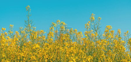 Photo for Panoramic image of blooming rapeseed crops in cultivated agricultural field with clear blue sky in background, selective focus - Royalty Free Image