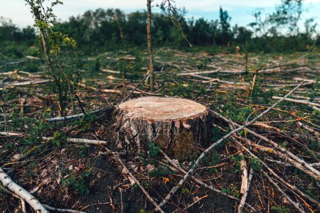 Photo for Deforestation site, vast landscape of former forest with tree stumps and branches after cutting down trees, selective focus - Royalty Free Image