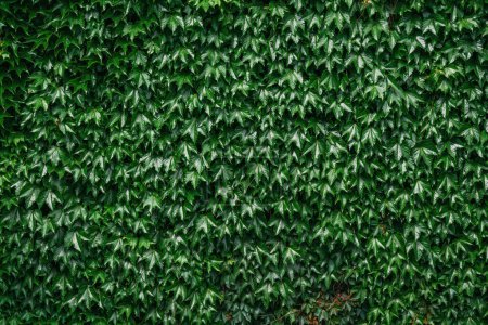 Boston Efeu kriechende Pflanze wächst gegen die Hauswand, natürliche üppige Laubstruktur