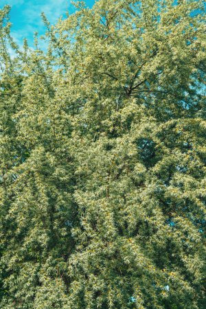 Russian olive treetop in spring, selective focus