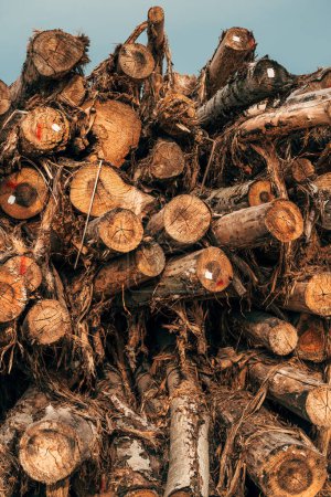 Foto de Industria maderera y madera aserrada, troncos de árboles caídos apilados y listos para el transporte, enfoque selectivo - Imagen libre de derechos