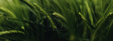 Unripe green barley cereal crops in cultivated field, selective focus