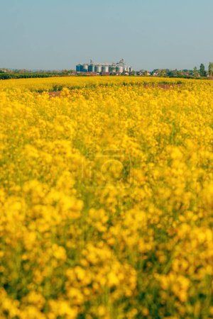Téléchargez les photos : Grands silos agricoles à l'horizon derrière les champs de colza en pleine floraison, orientation sélective - en image libre de droit