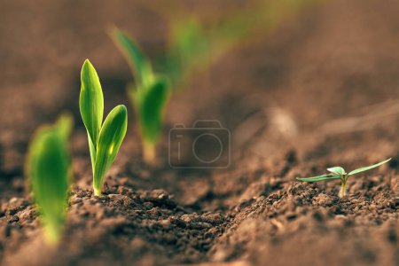 Photo for Closeup of corn seedling and weed in field, selective focus - Royalty Free Image