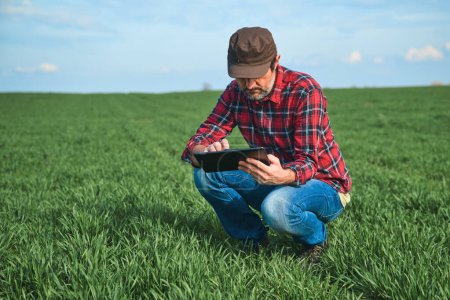 Téléchargez les photos : Exploitation agricole intelligente, travailleur agricole utilisant une table numérique dans un champ de blé cultivé, orientation sélective - en image libre de droit
