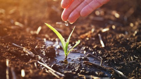 Photo for Closeup of farmer's hand watering corn seedling in field, selective focus - Royalty Free Image