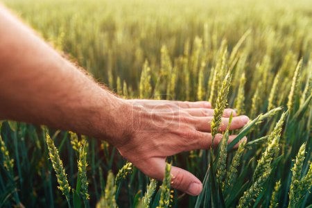 Foto de Primer plano de la mano del agricultor tocando suavemente las espigas de trigo verdes en el campo cultivado, concepto de producción agrícola ecológica de cultivos de cereales, enfoque selectivo - Imagen libre de derechos