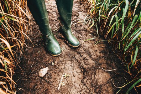 Foto de Botas de goma sucias en suelo fangoso, agricultor de pie en el campo después de la lluvia, enfoque selectivo - Imagen libre de derechos