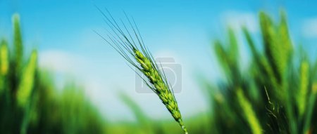 Ear of wheat in early stages of crop development, green unripe cereal plant in field, selective focus