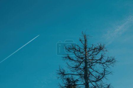 Avion volant haut au-dessus d'un arbre mort laissant une traînée à travers le ciel bleu, vue à angle bas