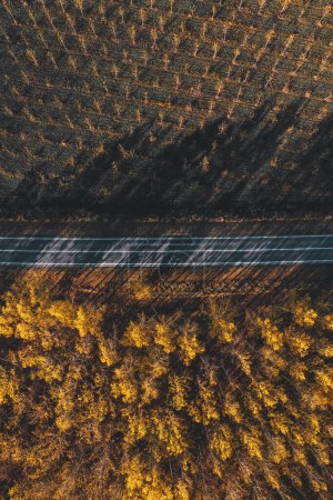 Téléchargez les photos : Route asphaltée droite à travers un paysage boisé en automne, prise de vue aérienne depuis le drone pov, directement au-dessus - en image libre de droit