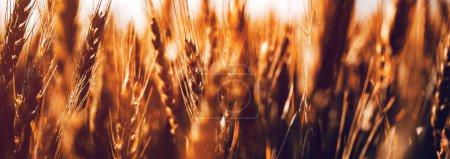 Ripe ears of wheat in agricultural field, selective focus