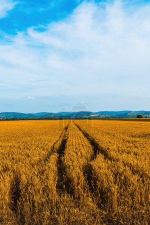 Vertikales Bild des reifen Weizenfeldes im Sommer, selektiver Fokus