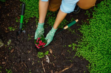 Foto de Vista de cerca de la joven botánica trasplantando flores de maceta en el suelo. Trabajos en invernadero o jardín botánico - Imagen libre de derechos