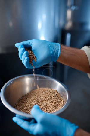 Téléchargez les photos : Closeup of male hands wearing rubber gloves pouring wheat grains. Brewery factory - en image libre de droit