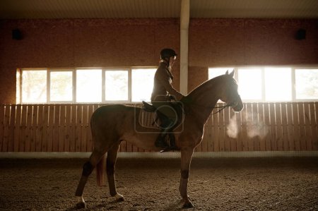 Foto de Woman riding harnessed horse in stable indoor paddock. Young stallion training in riding club - Imagen libre de derechos
