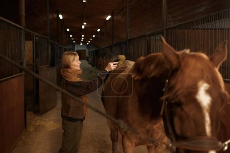 Téléchargez les photos : Femme souriante nettoyant à cheval son étalon brun de race pure. Intérieur stable de la ferme - en image libre de droit