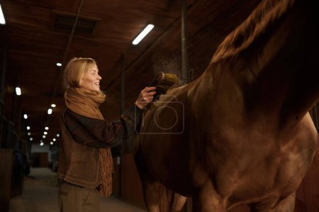 Téléchargez les photos : Femme souriante nettoyant à cheval son étalon brun de race pure. Intérieur stable de la ferme - en image libre de droit