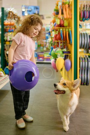 Téléchargez les photos : Petite fille enfant montrant son chien corgi nouveau jouet de balle pour jouer. Shopping à l'animalerie - en image libre de droit