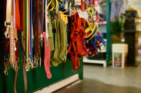 Colorful trendy leash and collar assortment on showcase rack in pet shop. Selective focus