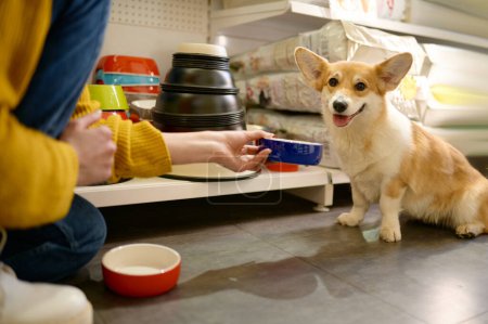 Photo for Young cheerful woman offering her lovely corgi dog to choose new feed bowl. Shopping at pet shop - Royalty Free Image