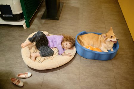 Photo for Cute satisfied little child and corgi dog testing new bed at pet shop. Happy shopping with domestic animal - Royalty Free Image