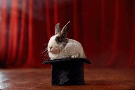 Cute fluffy rabbit appearing and sitting in magic hat over red drapery and stage. Magical show performance. Mystery surprise with pet rodent concept