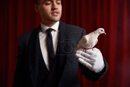Foto de Hombre mago mostrando truco con paloma blanca en el escenario del teatro. Enfoque selectivo en pájaro sentado en la mano ilusionista en guante blanco. Espectáculo de talento milagro - Imagen libre de derechos
