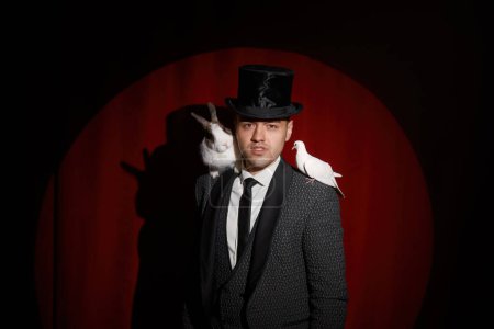 Téléchargez les photos : Elégant illusionniste mystérieux montrant des tours avec colombe et lapin. Portrait de magicien sur des draperies rouges. Magicien magie et fantaisie illusion concept - en image libre de droit