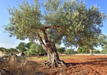 Téléchargez les photos : Bel olivier avec un tronc tordu dans une oliveraie de la région des Pouilles en italie - en image libre de droit