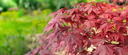 Photo for Closeup on beautiful leaf of a japanese maple tree in a garden - autumnal foliage - Royalty Free Image