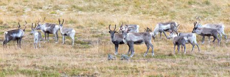 Photo for Herd of young reindeer in a field  in northern Norway - Royalty Free Image