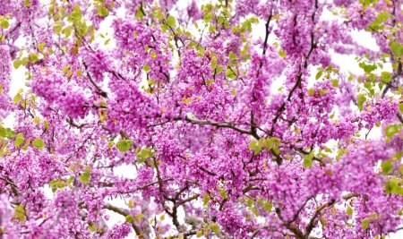 closeup on purple flowers of a judas tree blooming in branches 