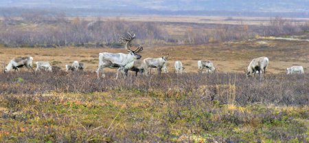 Foto de Manada de renos pastando en un campo en el norte de Noruega con hermoso macho - Imagen libre de derechos