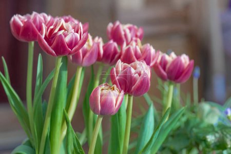 primer plano de hermoso ramo de flores de tulipán de doble flor rosa en un patio