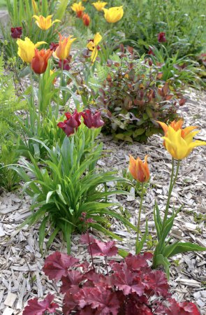 beautiful purple tulips blooming in a flowerbed in a spring garden with wood chips on the soil	