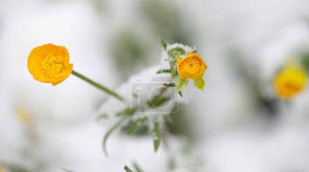 close up of fresh yellow flowers of  buttercup blooming in a spring snow 