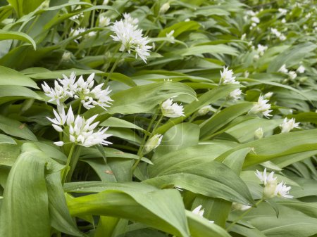 Photo for White flowers of ramsons wild garlic blooming in a forest - Royalty Free Image