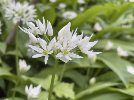 Photo for Closeup on white flowers of ramsons wild garlic blooming in a forest - Royalty Free Image