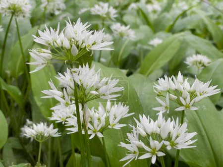 Photo for Closeup on white flowers of wild garlic blooming in a forest - Royalty Free Image