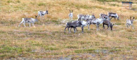 Photo for Herd of young reindeer in pasture in northern Norway - Royalty Free Image
