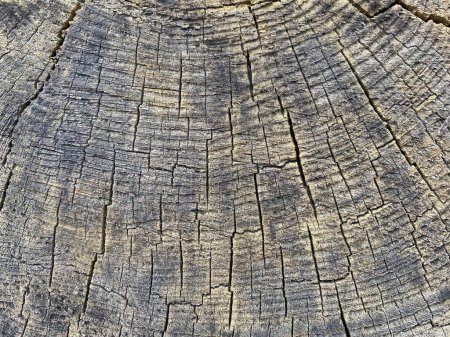 Téléchargez les photos : Vieil arbre tronc texture de fond - en image libre de droit