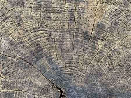 Foto de Textura de fondo del tronco árbol viejo - Imagen libre de derechos