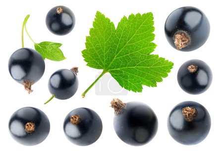 Collection of black currant berries and a leaf, isolated on white background-stock-photo
