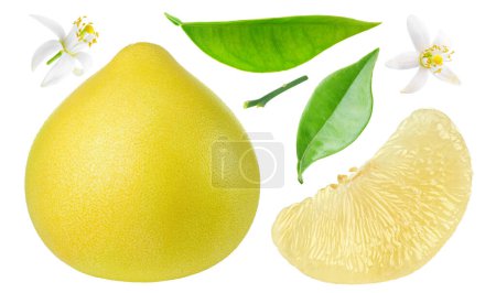 Photo for Pummelo whole fruit, peeled segment, leaves and blossoms isolated on white collection - Royalty Free Image