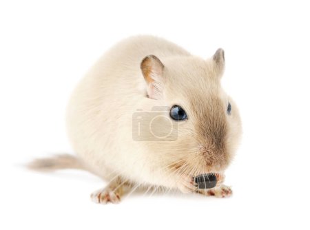 Foto de Lindo siamés mascota gerbo mordisqueando en una semilla, aislado en blanco fondo - Imagen libre de derechos