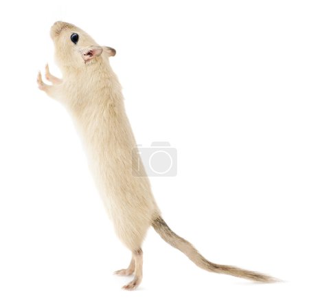 Foto de Gerbo de mascota beige de pie sobre sus patas traseras mirando hacia arriba con expresión curiosa, aislado sobre fondo blanco - Imagen libre de derechos