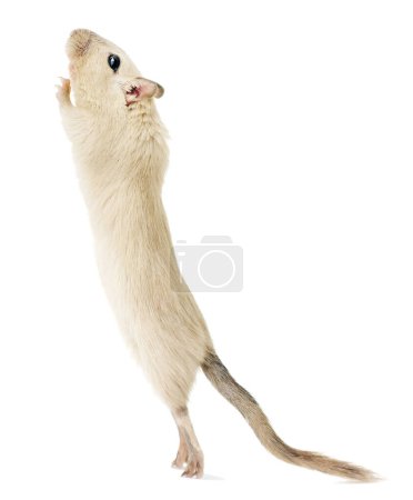 Foto de Una juguetona mascota gerbo beige de pie sobre sus patas traseras, mirando hacia arriba aislada sobre fondo blanco - Imagen libre de derechos